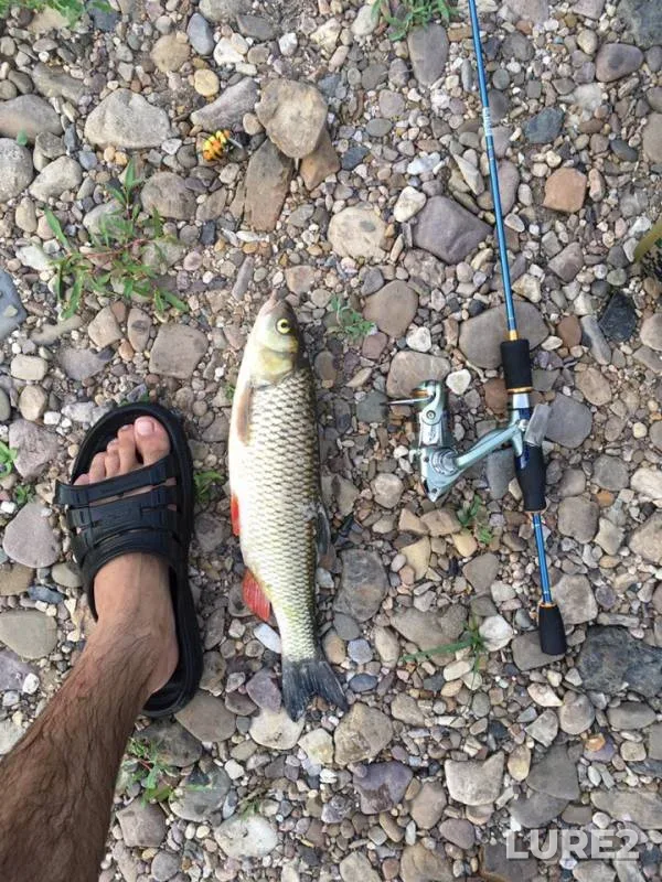 Chub — Zigan, Jul 19, 2019