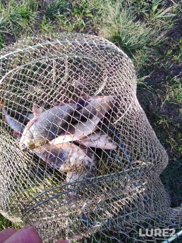 Crucian carp, Perch — Usly, Jul 19, 2019