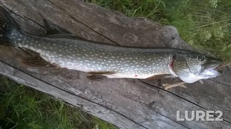 Pike — Belaya, Jul 22, 2019