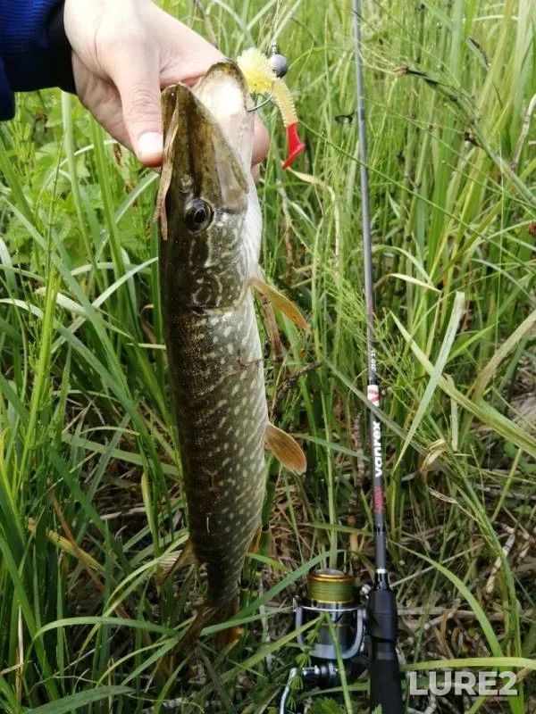 Pike — Ashkadar, Jul 28, 2019