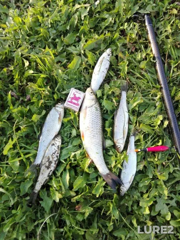 Chub — Malaya Armetka, Jul 29, 2019