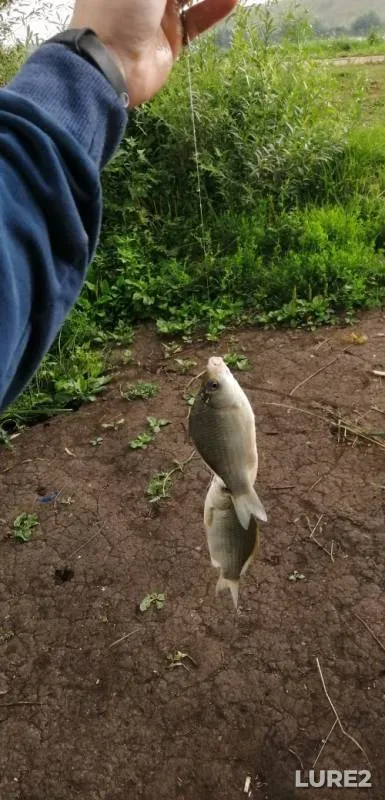 Crucian carp — Urshak, Jul 30, 2019