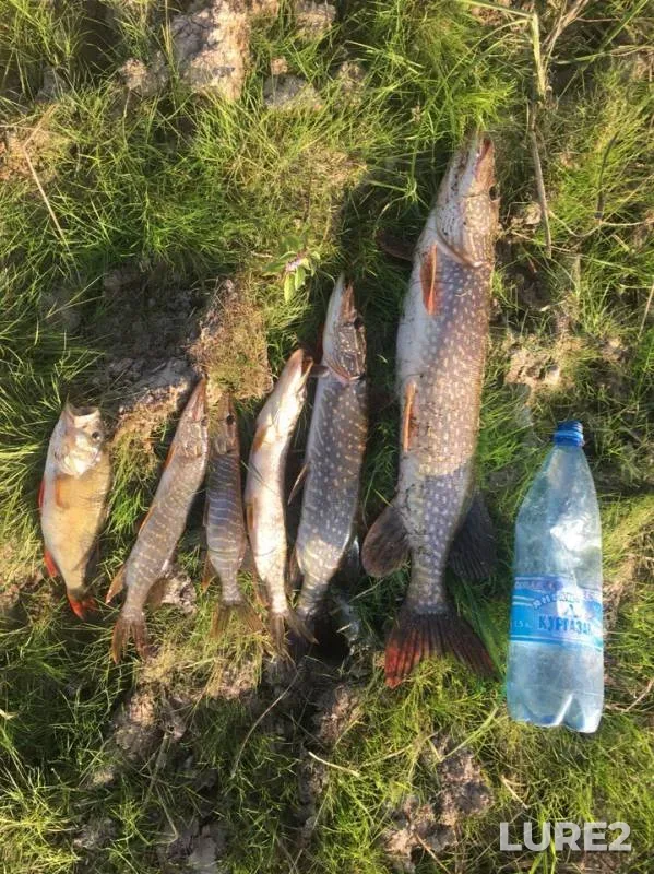 Perch, Pike — protoka Savkinskiy Posal, Jul 30, 2019