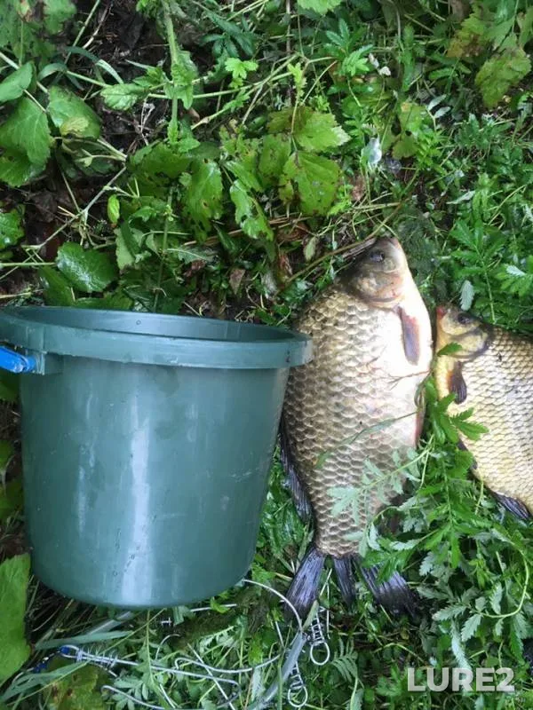 Crucian carp, Tench — Tyoploye, Aug 06, 2019