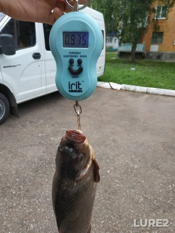 Crucian carp, Tench — Tyoploye, Aug 11, 2019