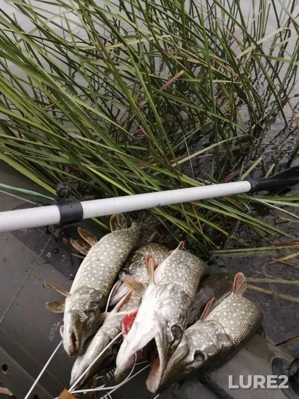 Pike — Belaya, Aug 21, 2019