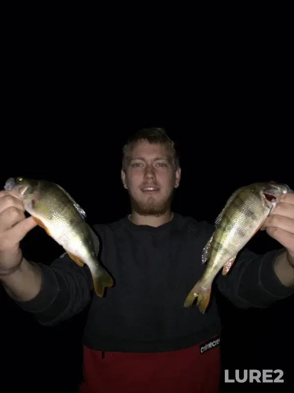 Perch — Belaya, Aug 24, 2019
