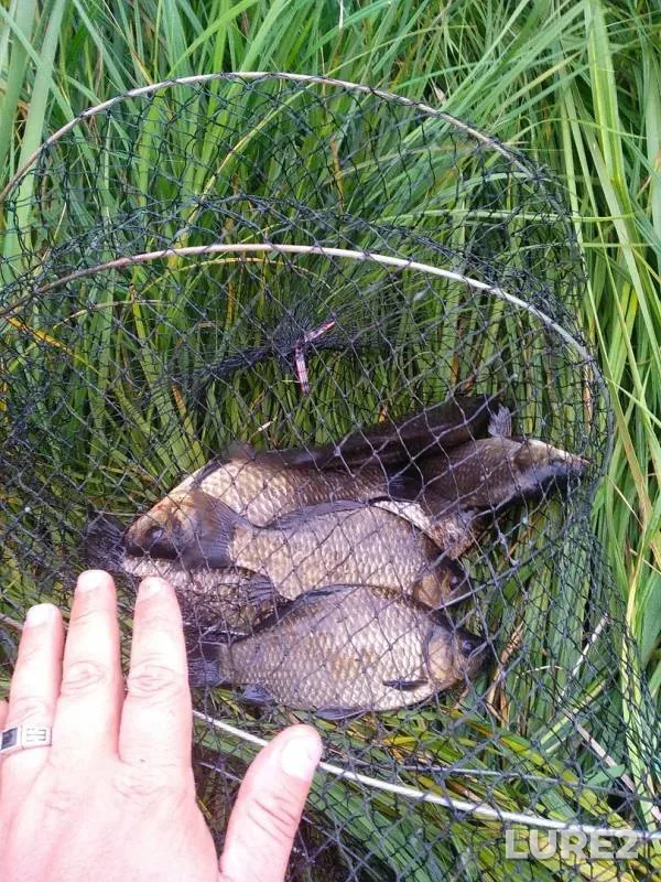 Crucian carp — Urshak, Aug 27, 2019