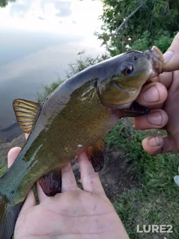 Tench — Respublika Bashkortostan, Sep 10, 2019