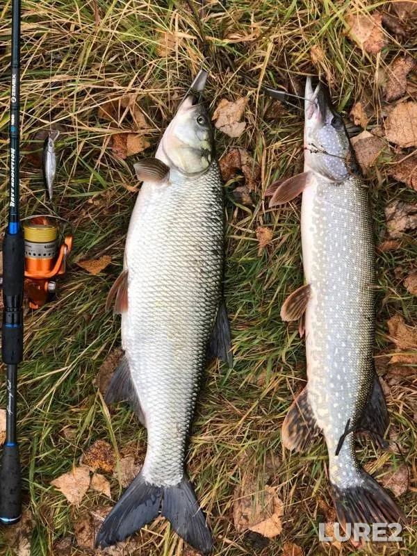 Asp, Pike — Belaya, Oct 12, 2019