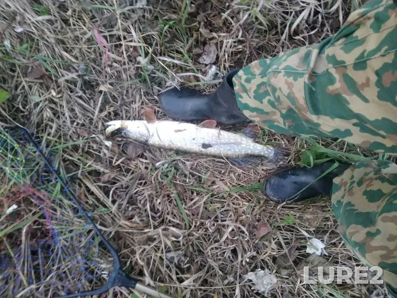 Pike — Belaya, Oct 18, 2019