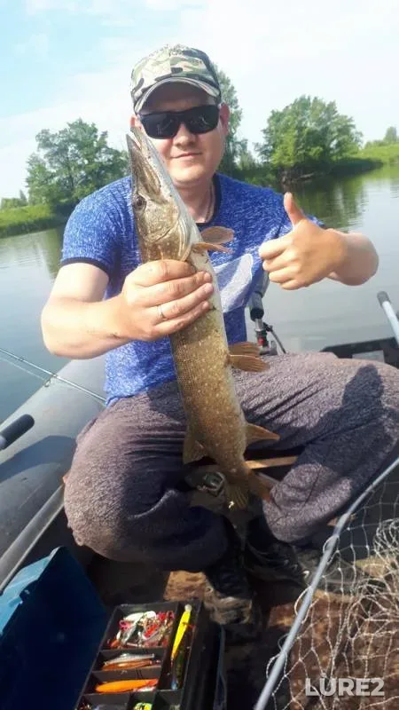 Perch, Pike — starorechye Ineyevskoye, Jun 23, 2019