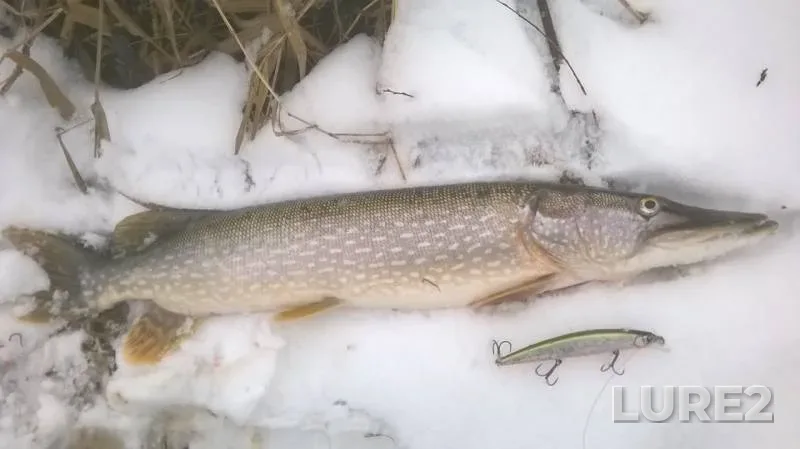 Pike — Belaya, Nov 10, 2019