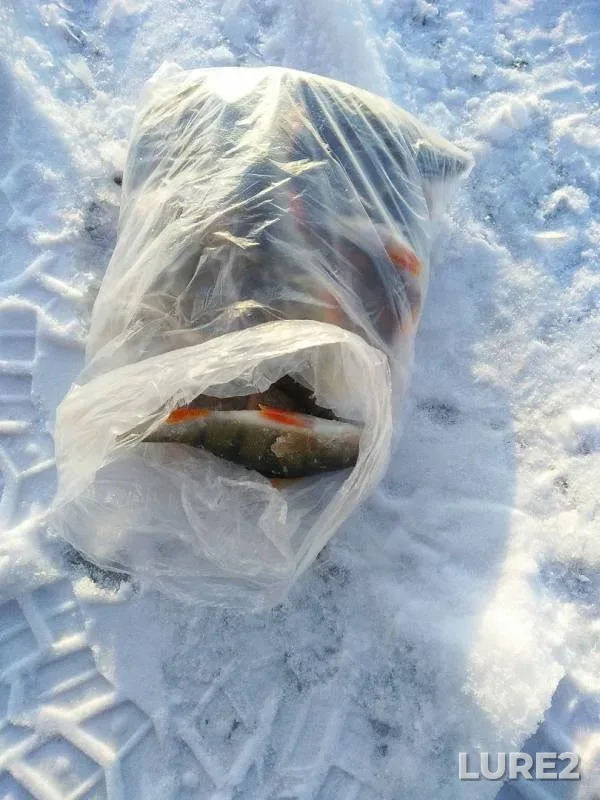 Perch — Respublika Bashkortostan, Nov 21, 2019