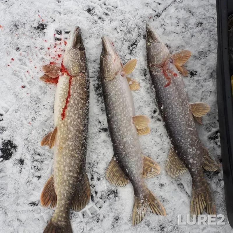 Pike — Kuganak, Nov 22, 2019