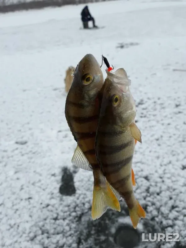 Perch — Belaya, Nov 24, 2019