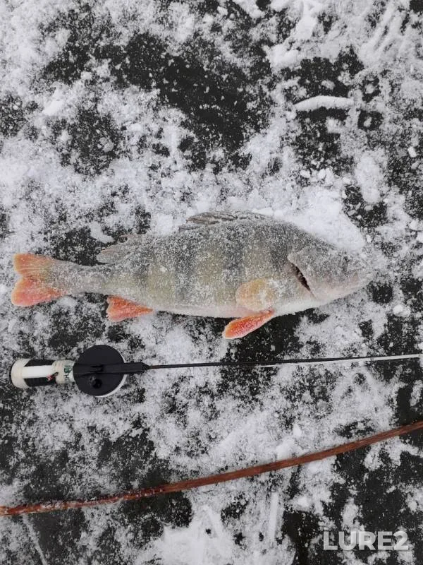 Perch — Belaya, Nov 25, 2019