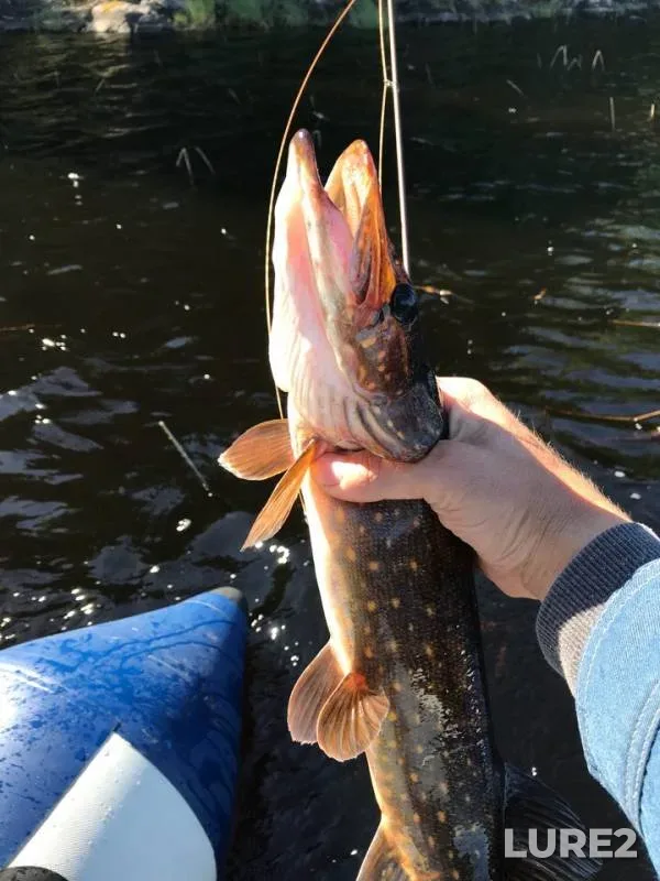 Pike — Yevchenyarvi, Jun 13, 2018