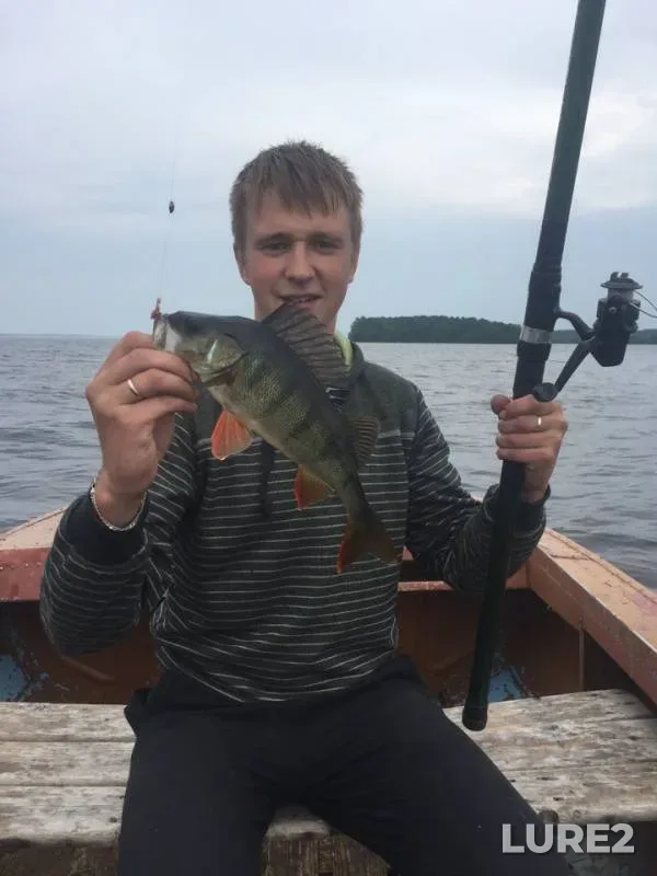 Perch — Respublika Kareliya, Medvezhyegorskiy rayon, Jul 22, 2018
