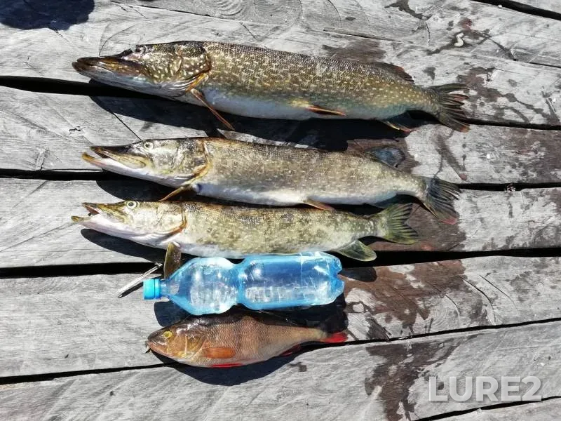 Perch, Pike — Kem, Aug 26, 2018