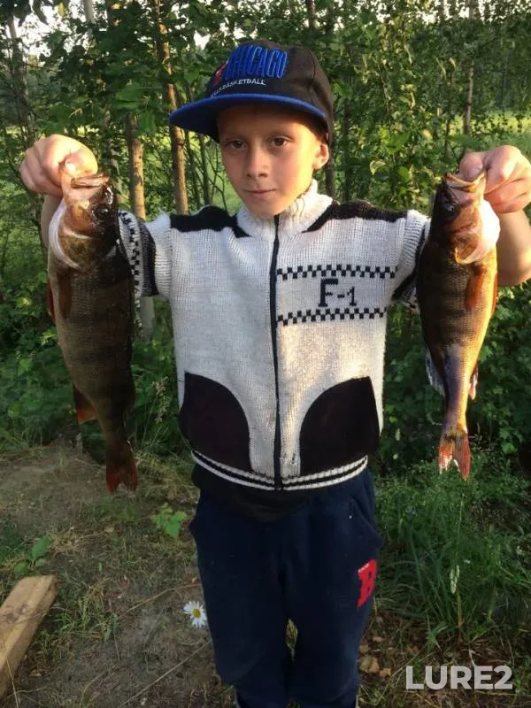 Perch, Pike — Respublika Kareliya, Segezhskiy munitsipalnyy okrug, Aug 30, 2018