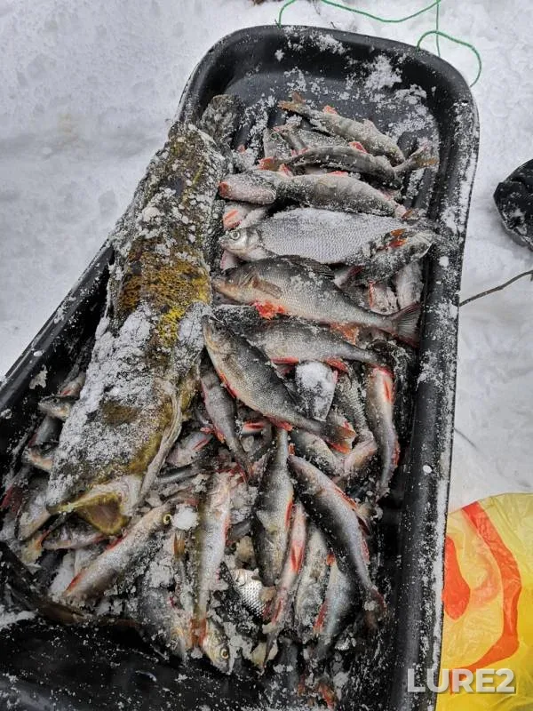 Burbot, Perch — Kudama, Feb 14, 2019