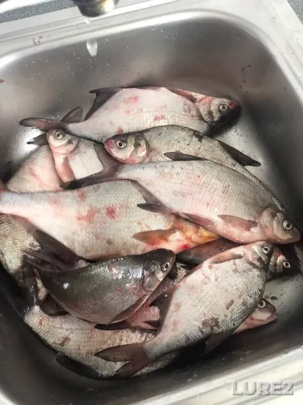 Bream — Krasnenkaya, Mar 01, 2019