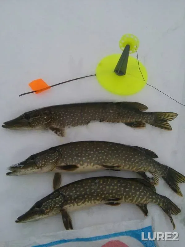 Pike — Petrogorskoye, Mar 22, 2019