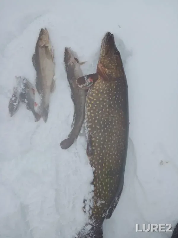 Pike — Respublika Kareliya, Sortavalskiy rayon, Mar 31, 2019