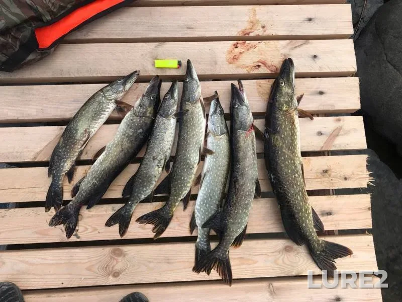 Pike — Respublika Kareliya, Pitkyarantskiy munitsipalnyy okrug, Sep 05, 2019