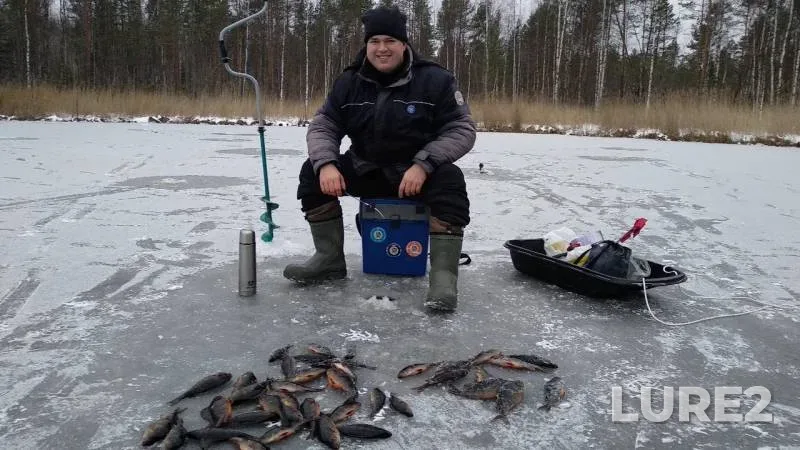Perch — Respublika Kareliya, Prionezhskiy rayon, Nov 09, 2019