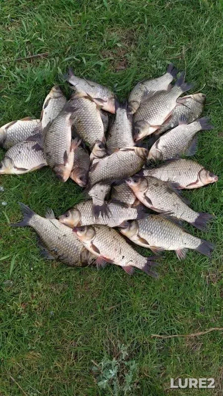 Crucian carp — Chervlyonaya, May 15, 2019