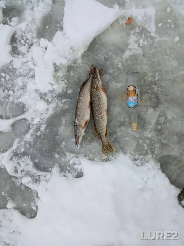 Pike — Chyornoye, Jan 12, 2019