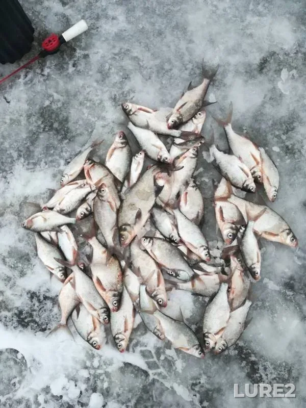 Bream — Peschanoye, Jan 13, 2019