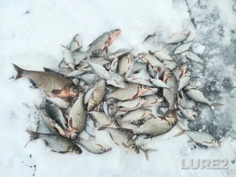 Bream, Perch — Peschanoye, Jan 16, 2019
