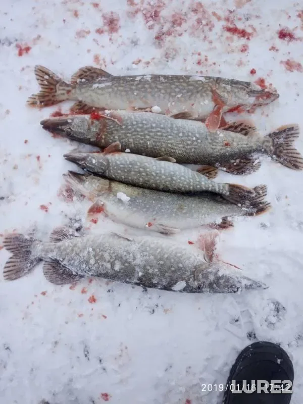 Pike — Chyornoye, Jan 16, 2019