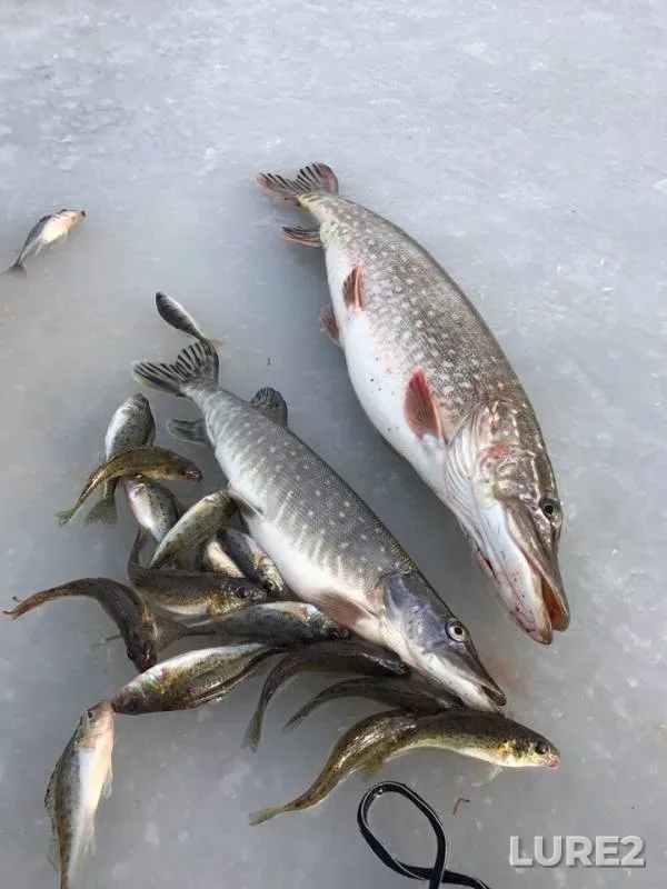 Pike — Chyornoye, Jan 17, 2019