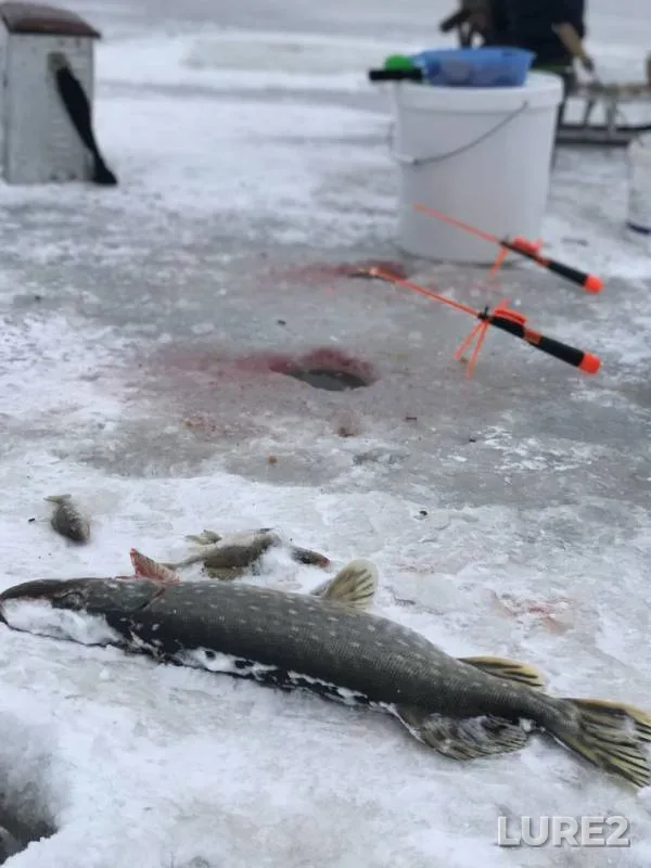 Pike — Chyornoye, Jan 19, 2019