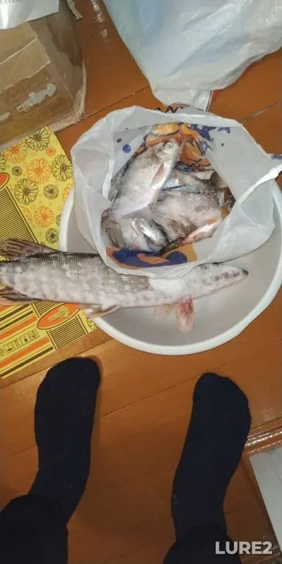 Bream, Pike — Peschanoye, Jan 27, 2019