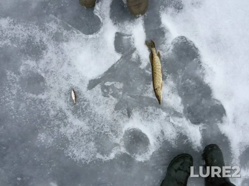Pike — Brestskaya oblast, Drogichinskiy rayon, Feb 01, 2019