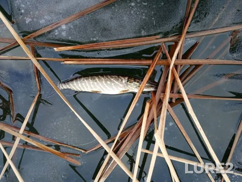 Pike — Brestskaya oblast, Drogichinskiy rayon, Feb 18, 2019