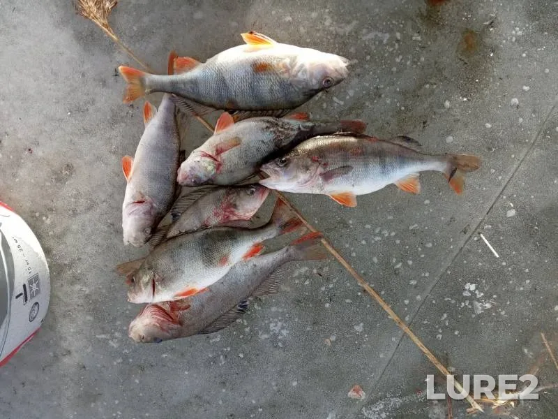 Perch — Chyornoye, Feb 26, 2019