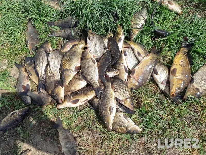 Carp — Oressa, Apr 28, 2019