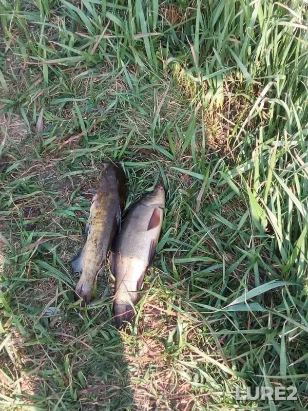 Tench — Mukhavets, Apr 29, 2019