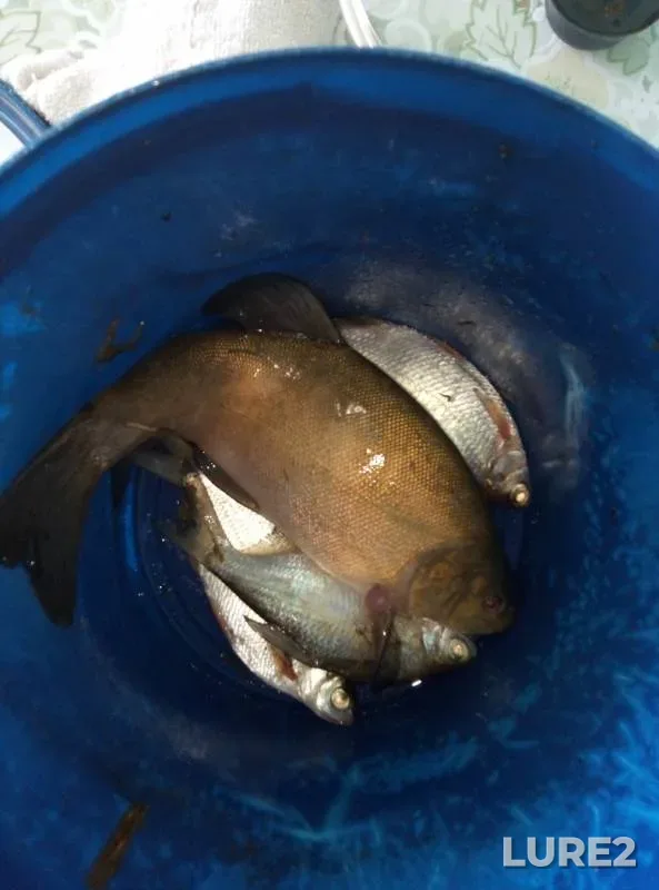 Tench, White bream — Yaselda, May 09, 2019
