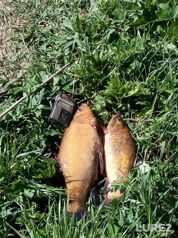 Tench — Mukhavets, May 09, 2019