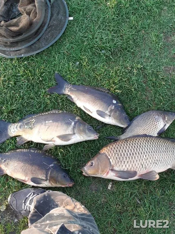 Carp — №10, May 12, 2019