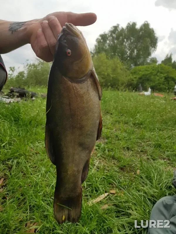 Bream, Tench — Chyornoye, May 20, 2019