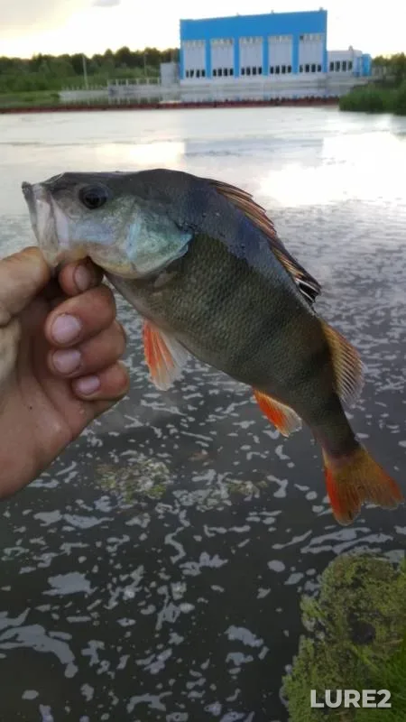 Perch — Brestskaya oblast, Beryozovskiy rayon, May 22, 2019