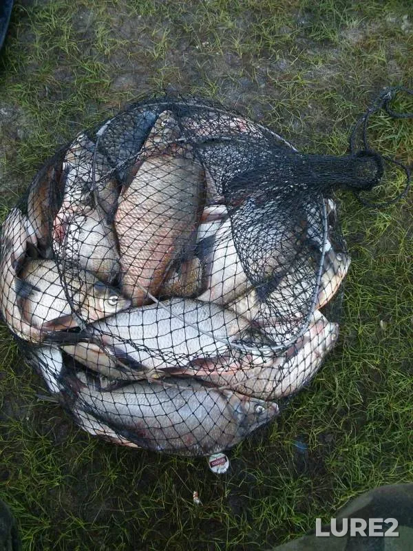 Bream — Dnepr, Aug 13, 2017
